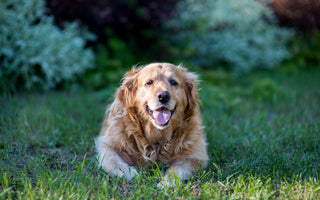 Alles wat u moet weten over gewrichtsproblemen en heupdysplasie bij honden