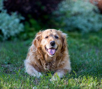 Alles wat u moet weten over gewrichtsproblemen en heupdysplasie bij honden