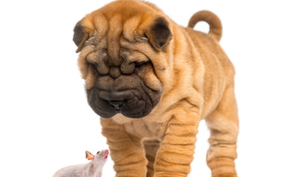 Begrijpen van de verschillende angstfases bij puppies: Een natuurlijk onderdeel van hun ontwikkeling