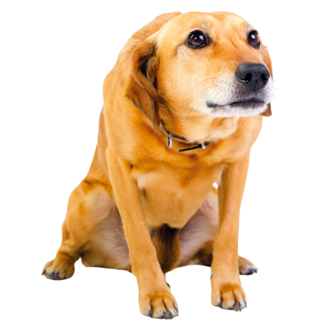 Image Title Alt Image