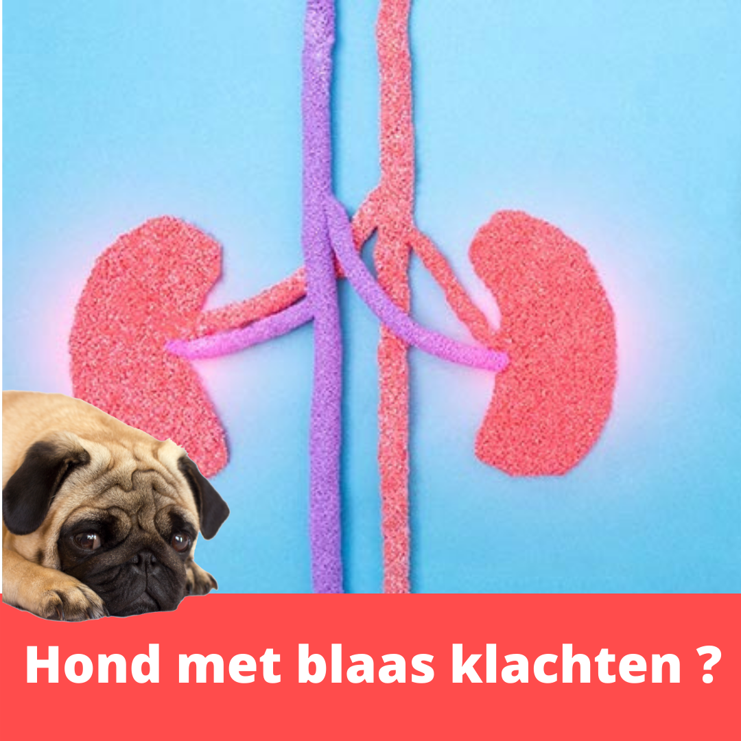 Blaasproblemen Bij Honden