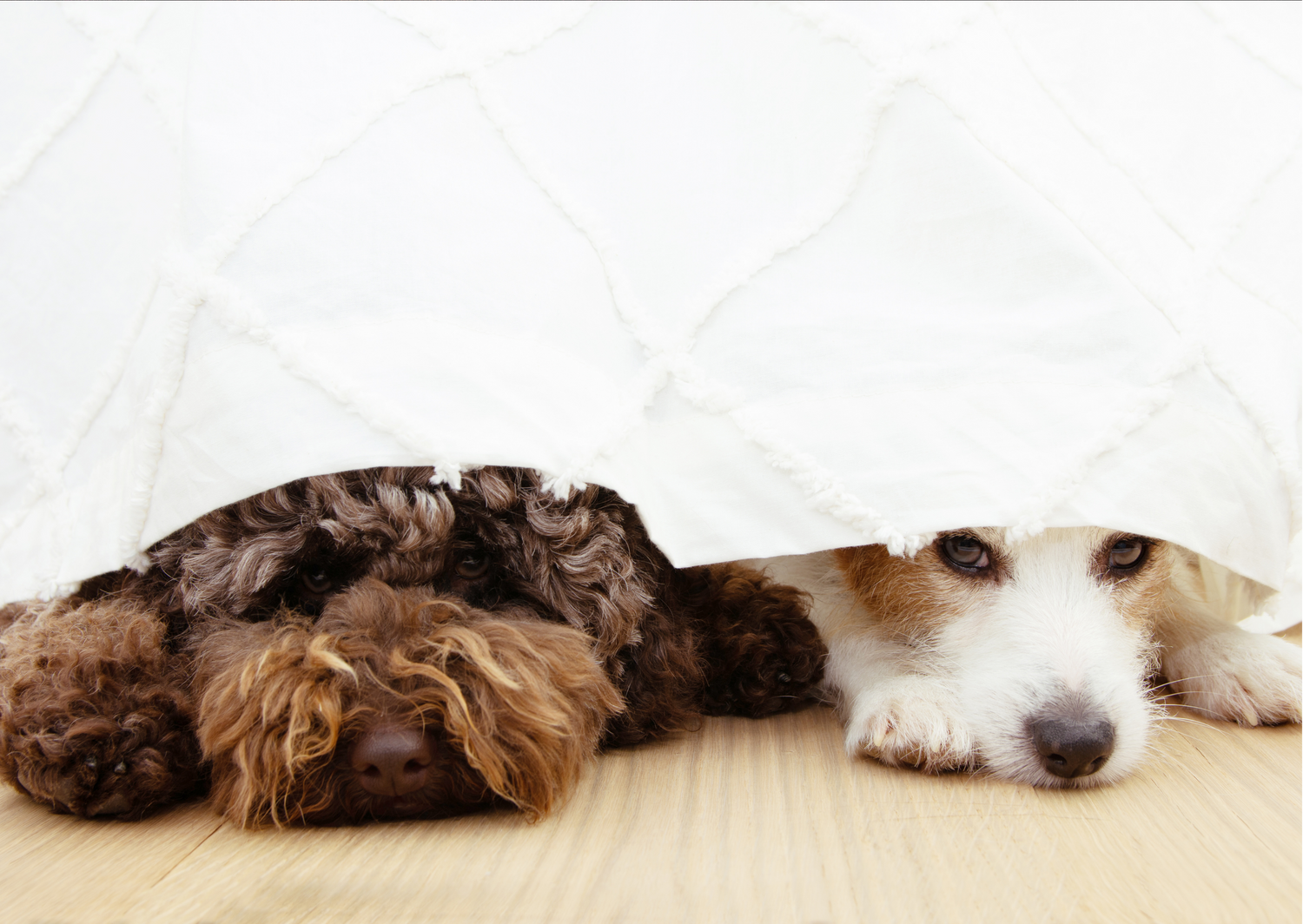 Pas op: Vuurwerk & Honden!
