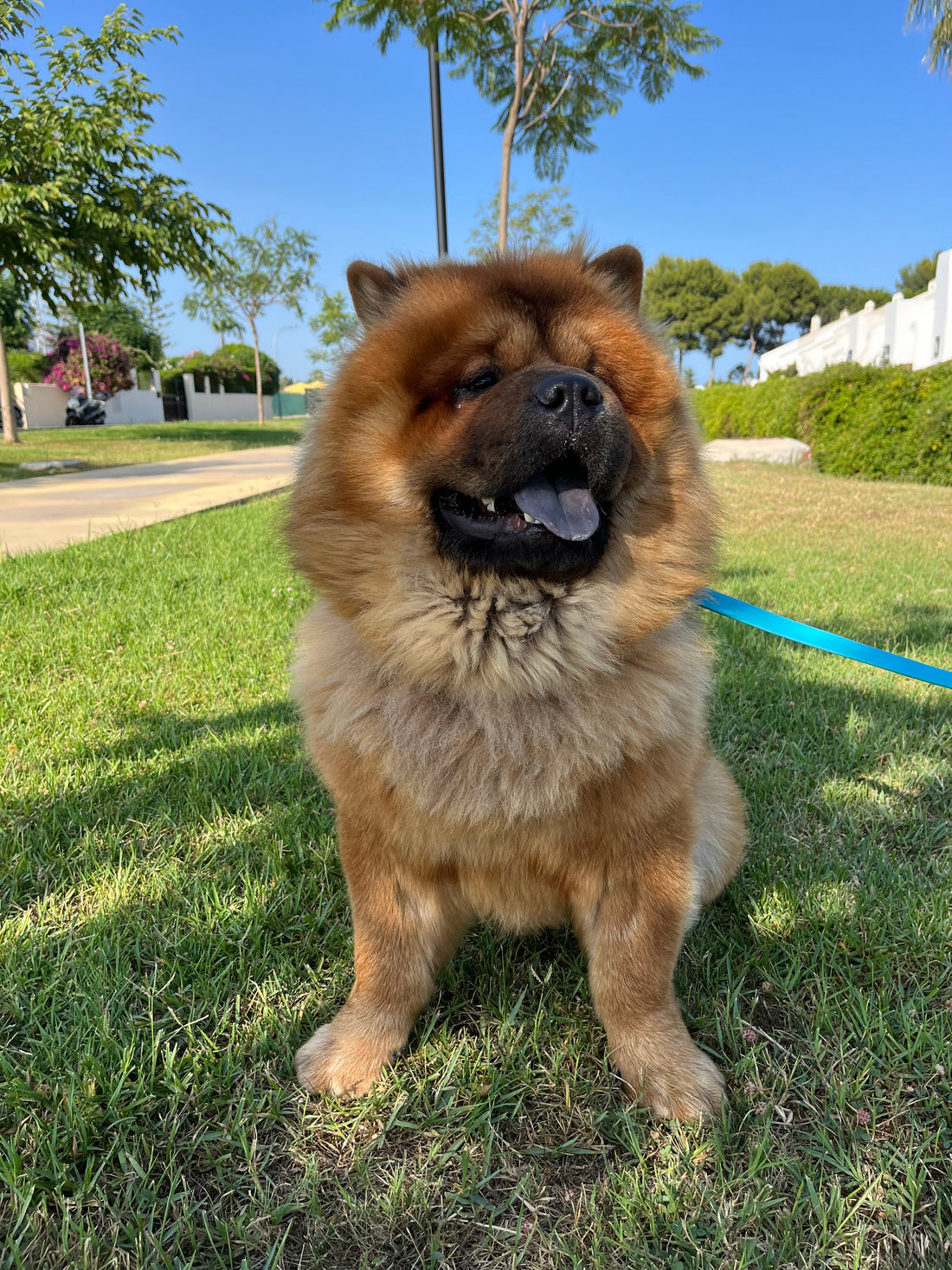 Mijn ervaring als Chow Chow in de jaarlijkse verharing: een harige periode vol jeuk