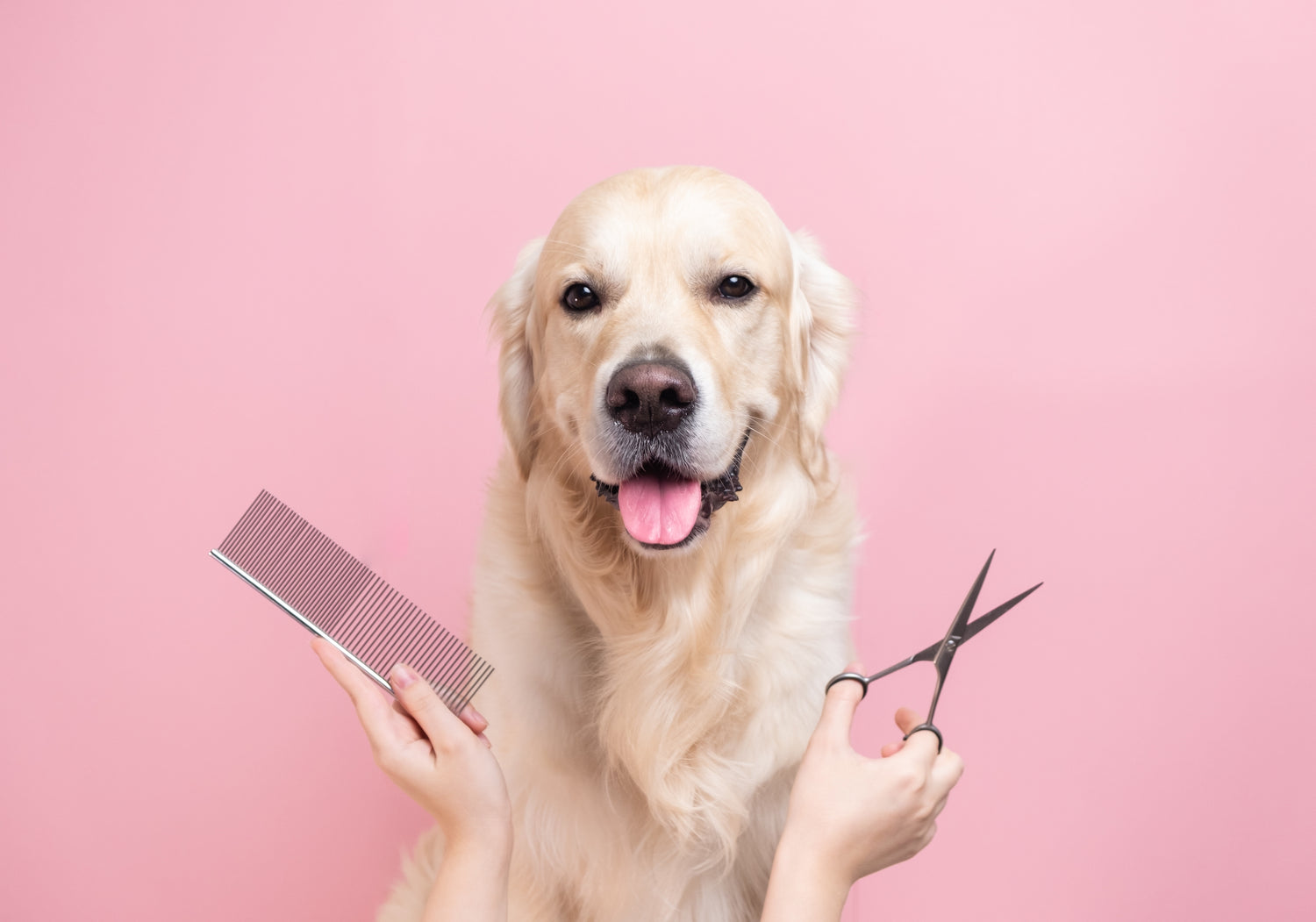 Een glanzende vacht: Tips voor het verzorgen van de vacht van je hond