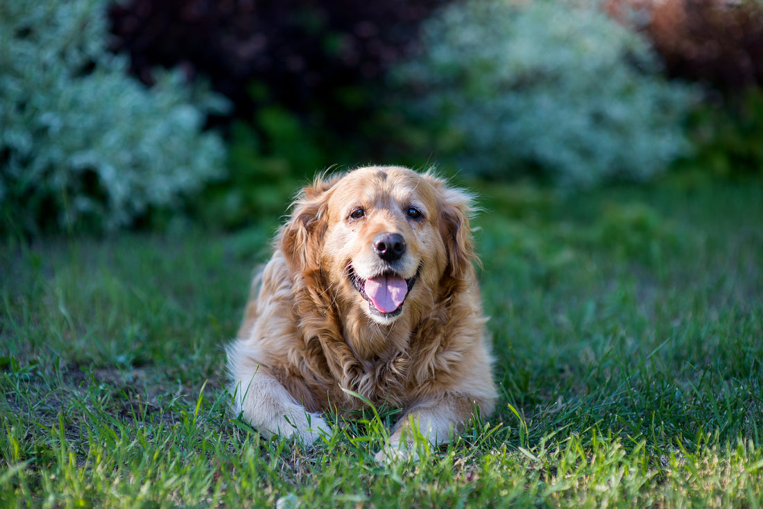 Alles wat u moet weten over gewrichtsproblemen en heupdysplasie bij honden