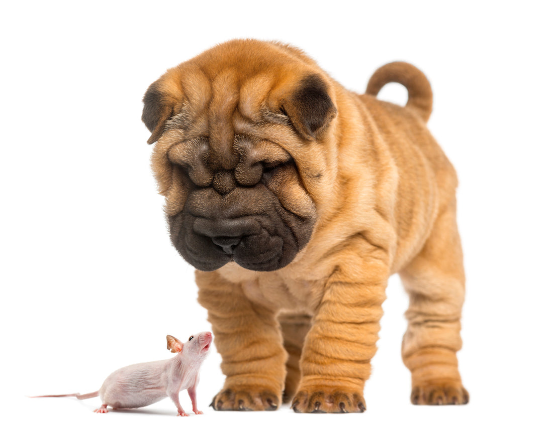 Begrijpen van de verschillende angstfases bij puppies: Een natuurlijk onderdeel van hun ontwikkeling