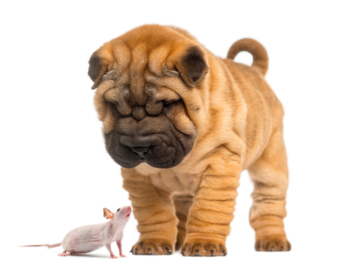 Begrijpen van de verschillende angstfases bij puppies: Een natuurlijk onderdeel van hun ontwikkeling
