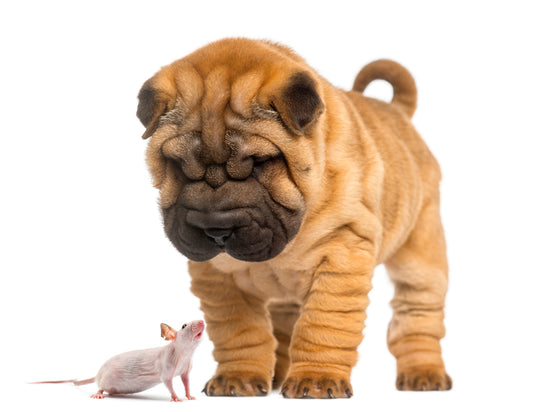 Begrijpen van de verschillende angstfases bij puppies: Een natuurlijk onderdeel van hun ontwikkeling