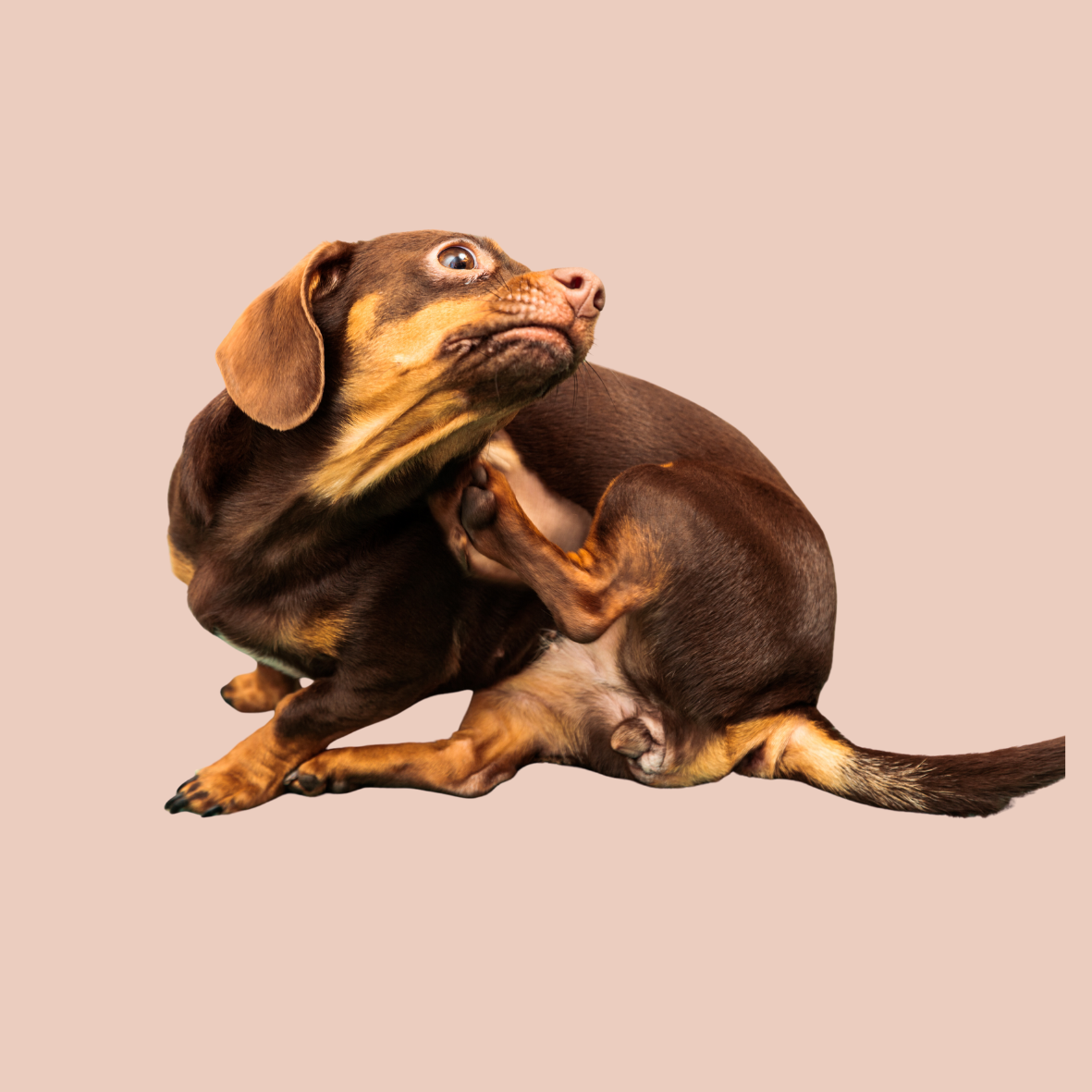 Kriebels & Irritatie Hondensupplementen | K9 Laboratories