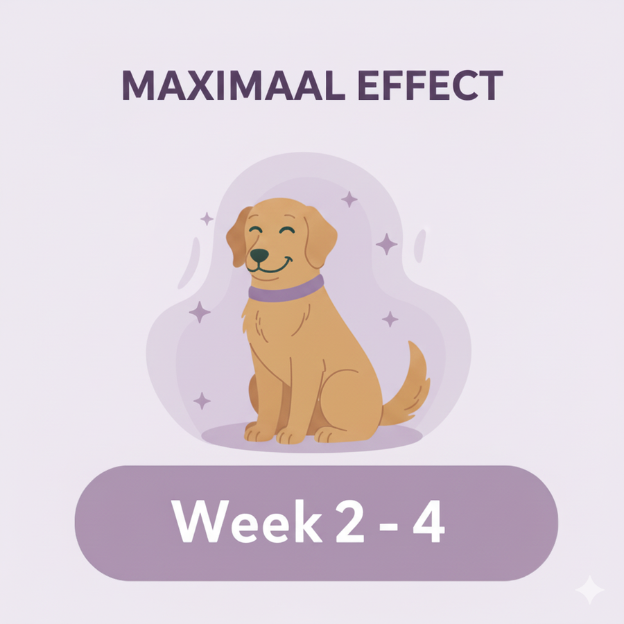 Relaxed dog wearing a calming collar
