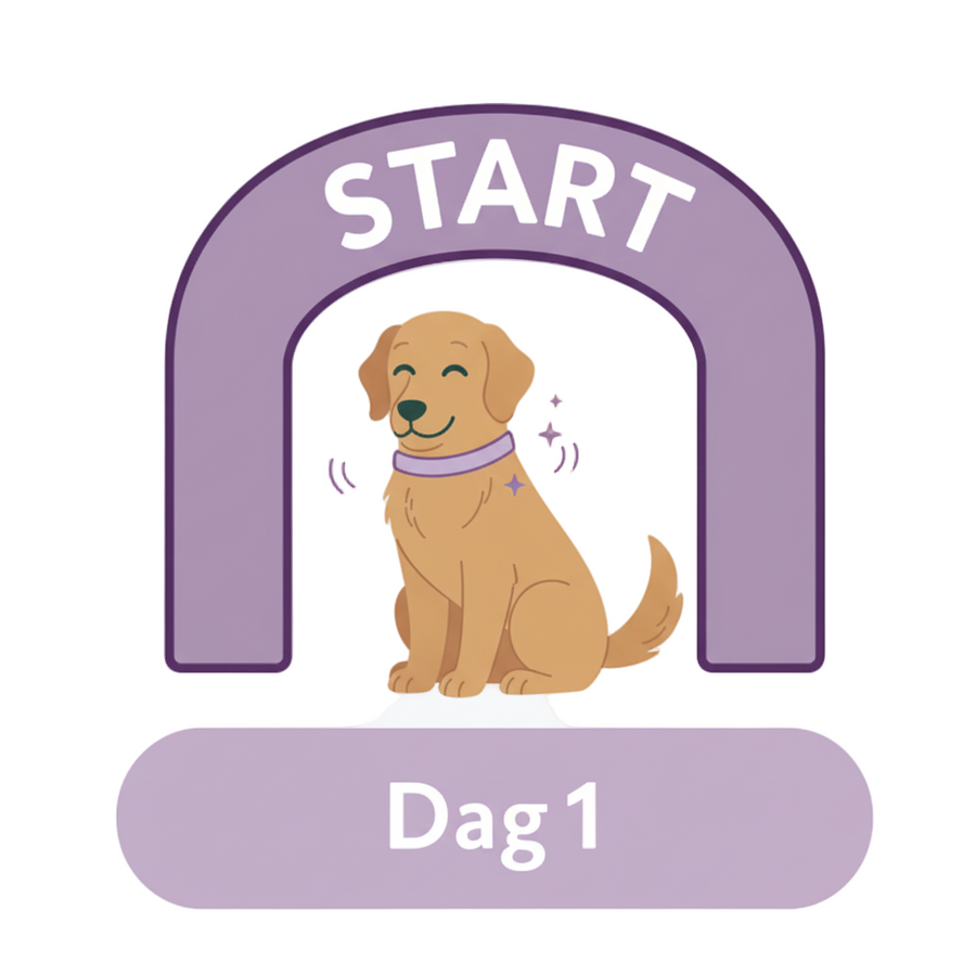 Dog beginning to wear a calming collar