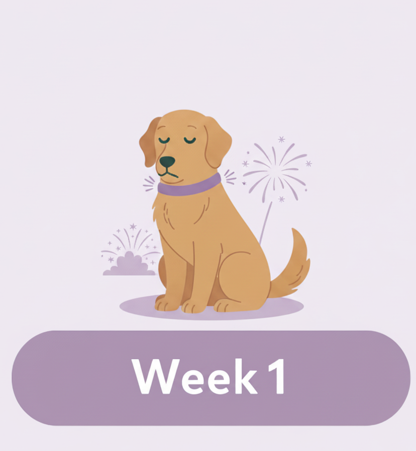 Dog becoming familiar with its calming collar