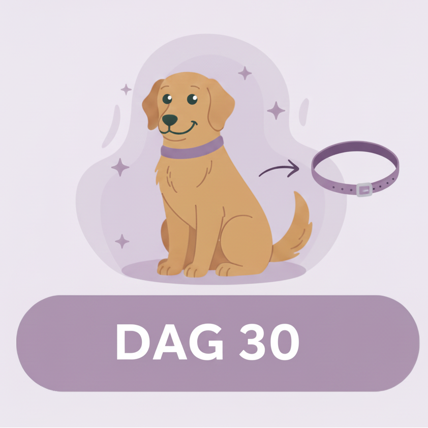 Dog owner preparing a replacement calming collar