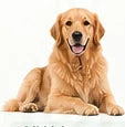 Voorbeeld van een liggende hond