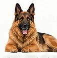 Voorbeeld van een hond voor hoogtemeting