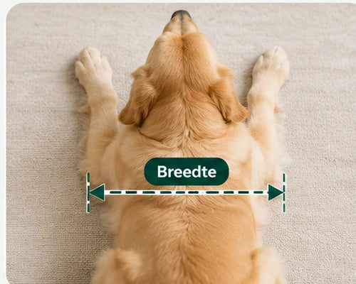 Bovenaanzicht van liggende hond, met groene meetlijn over de breedte inclusief poten
