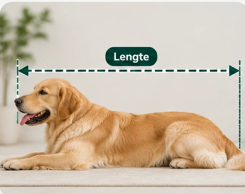 Golden retriever liggend, met groene meetlijn van neus tot achterzijde